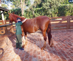 IMG-20220503-WA0004-Pequeno