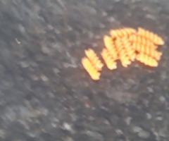 WhatsApp-Image-2020-10-09-at-10.50.22-2